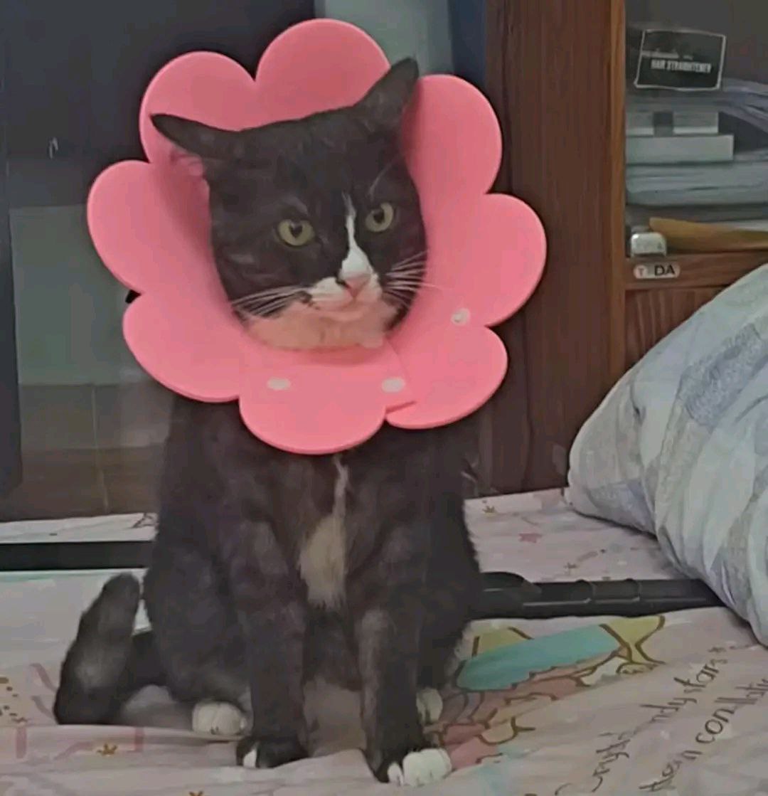 PurrPetal Cat